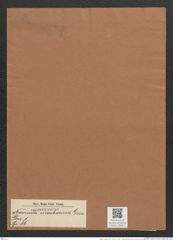 Navicula nicobarina Grun. (de-Toni-Nr.: Genus 1, Species 86) Zeichnungen Sammlung Grunow Mappe 00064 (Herbarium_W_Grunow_drawings_Folder_00064)